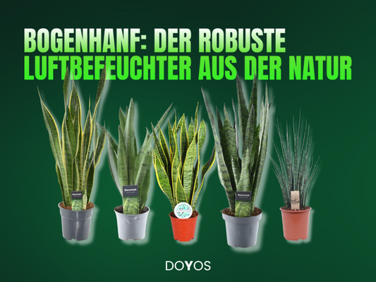 So spendet der Bogenhanf natürliche Luftfeuchtigkeit und filtert Schadstoffe