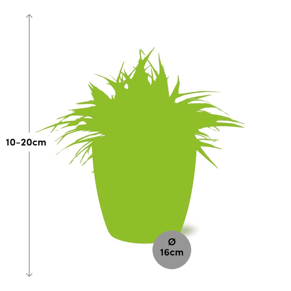 Chlorophytum Ocean - 15cm - Ø24cm inkl. Topf "Brussels" Anthrazit