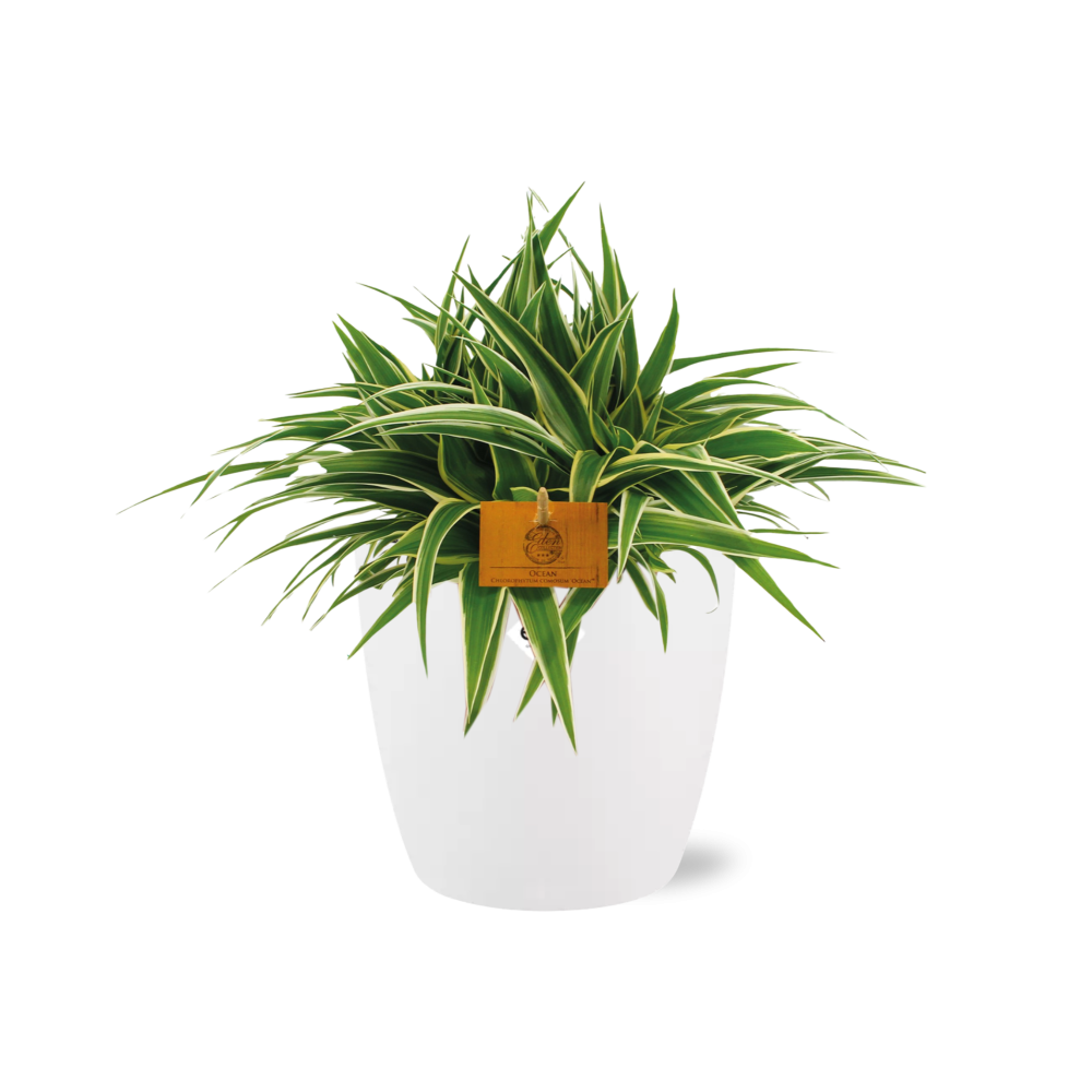 Chlorophytum Ocean 15cm - Ø15cm - inkl. Topf "ELHO" Weiß
