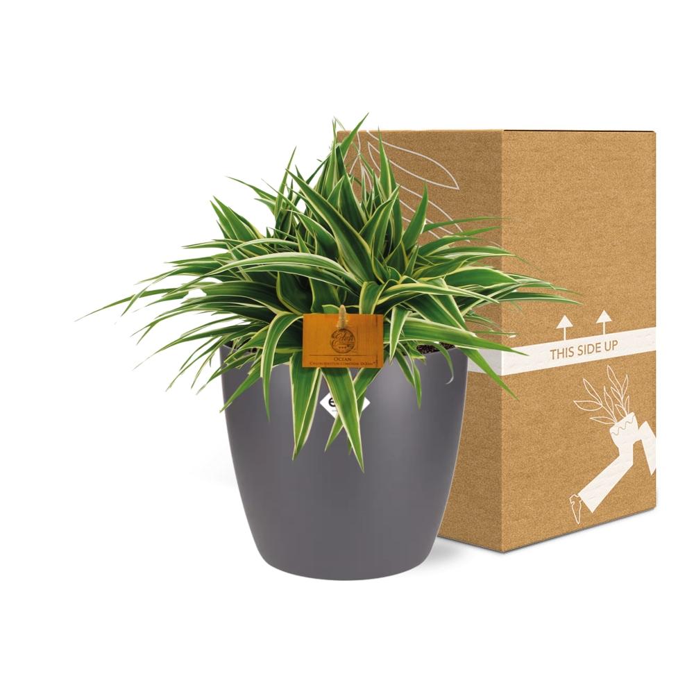 Chlorophytum Ocean - 15cm - Ø24cm inkl. Topf "Brussels" Anthrazit