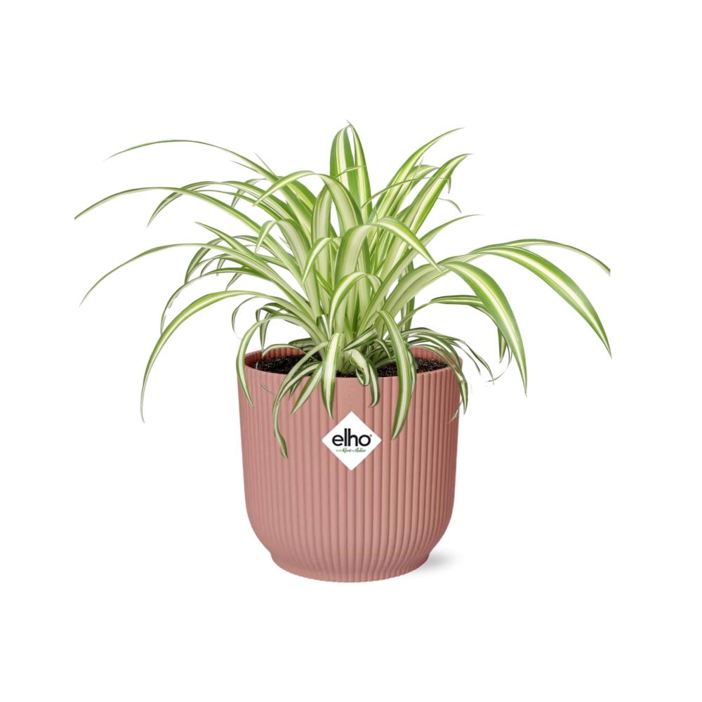 Chlorophytum Comosum Variegatum - ~20cm Ø14 cm inkl. Topf "Roze"