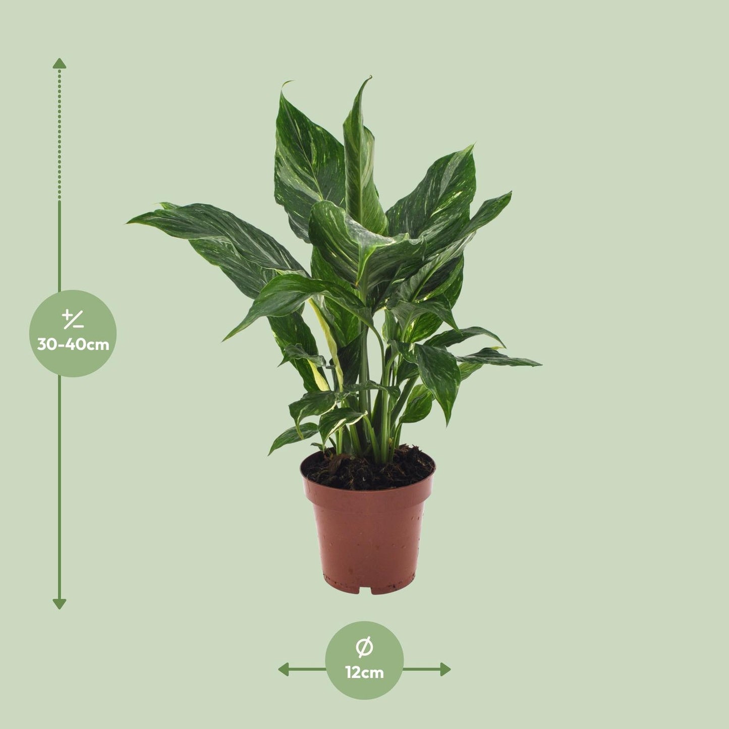 Spathiphyllum Diamond - 40cm Ø12cm