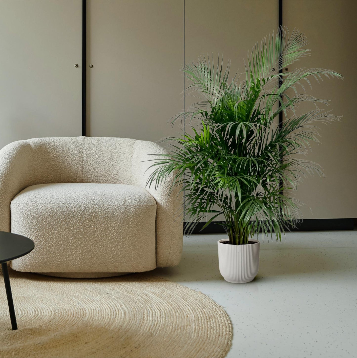 Dypsis Lutescens 150 cm - ø24 (Areca palm)