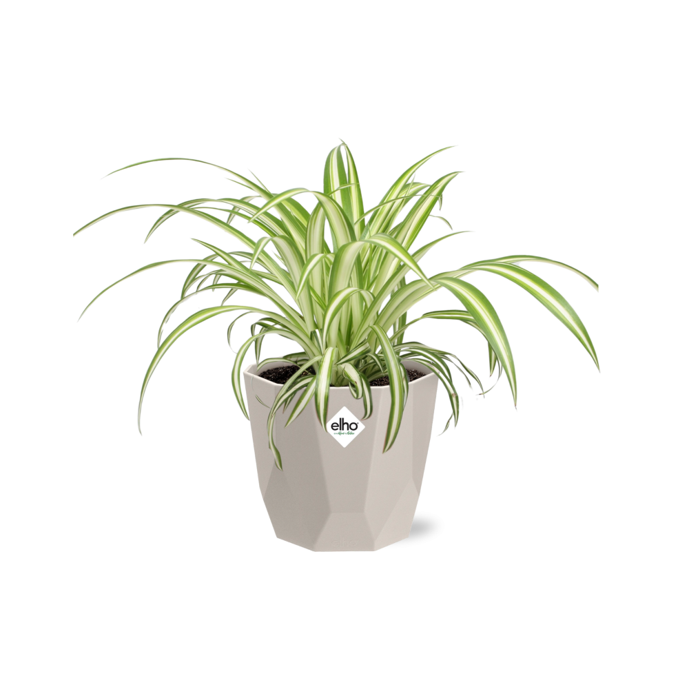 Chlorophytum Comosum Variegatum - ~20cm Ø14 cm inkl. Topf "Rock"