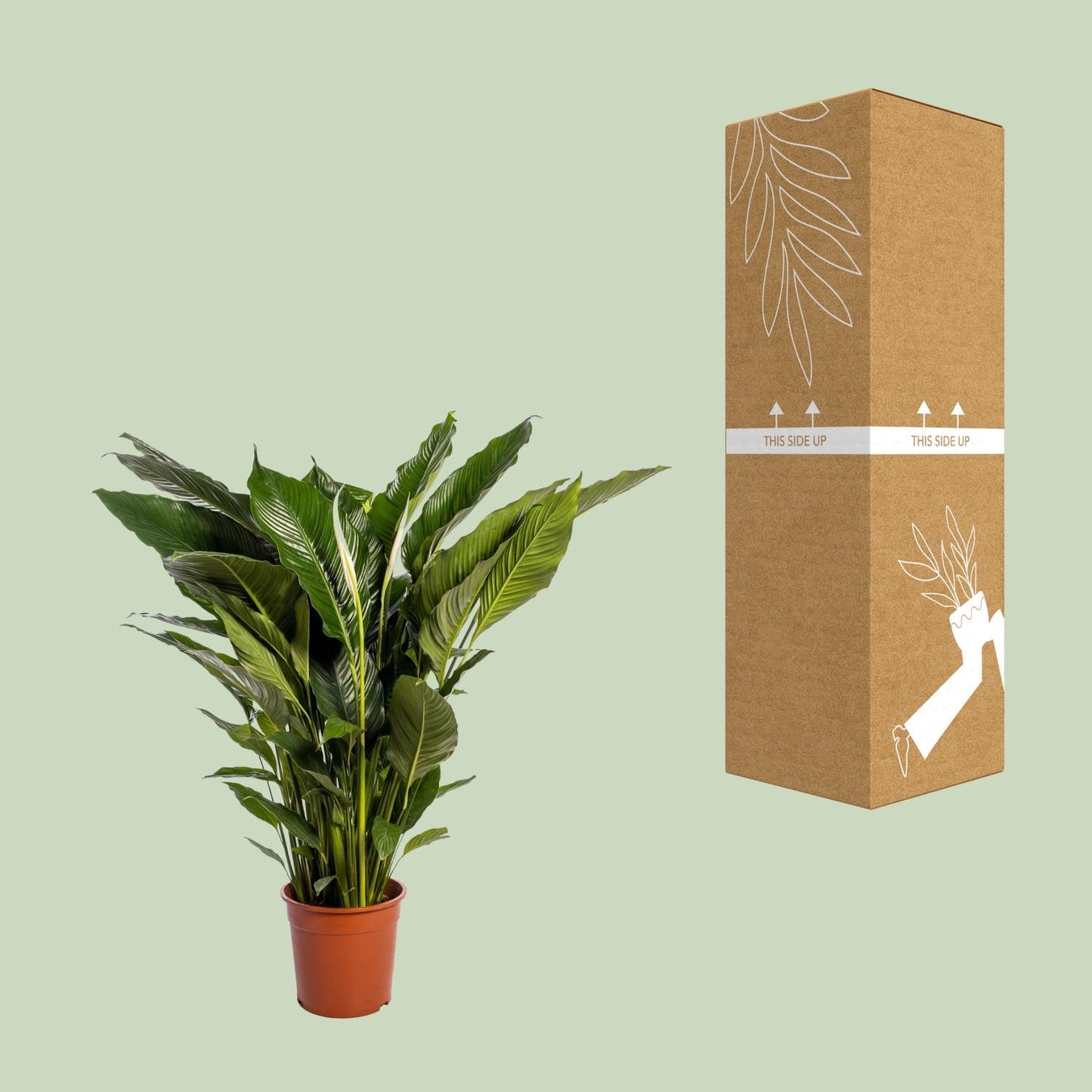 Spathiphyllum Sweet Sebastiano - 110cm - Ø24cm
