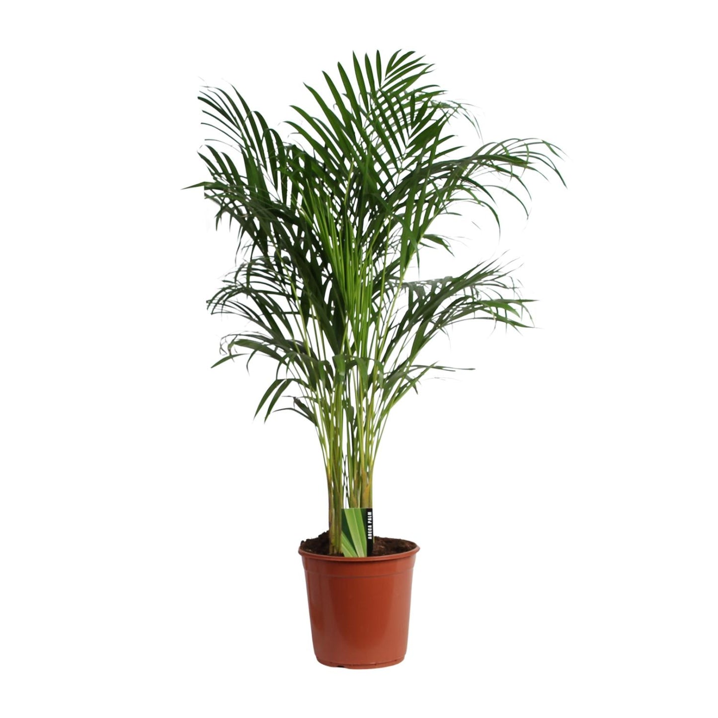 Dypsis Lutescens 120cm - Ø24cm (Areca)