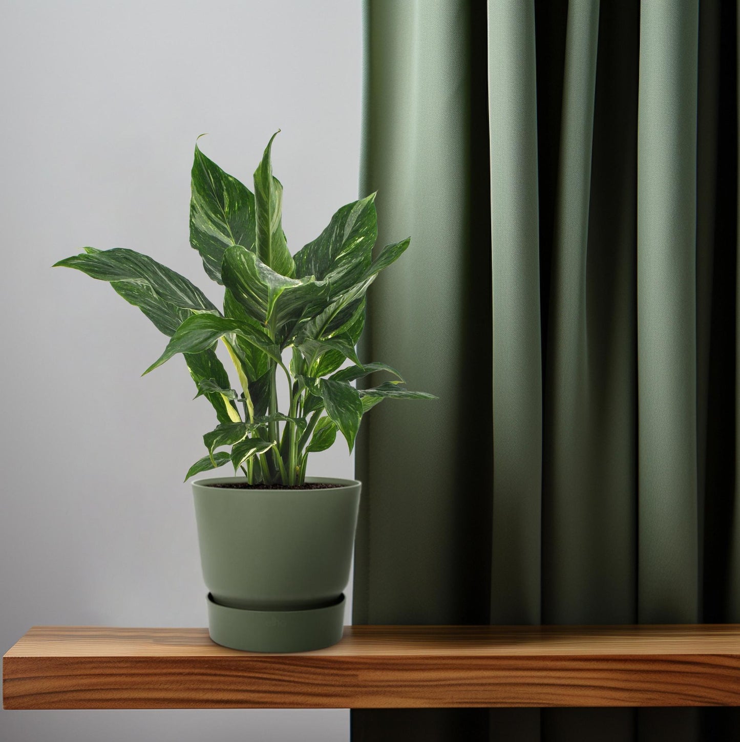 Spathiphyllum Diamond - 40cm Ø12cm