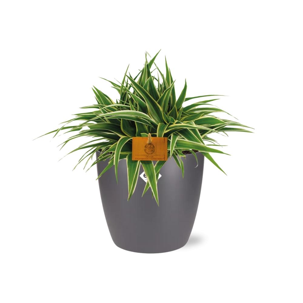 Chlorophytum Ocean - 15cm - Ø24cm inkl. Topf "Brussels" Anthrazit