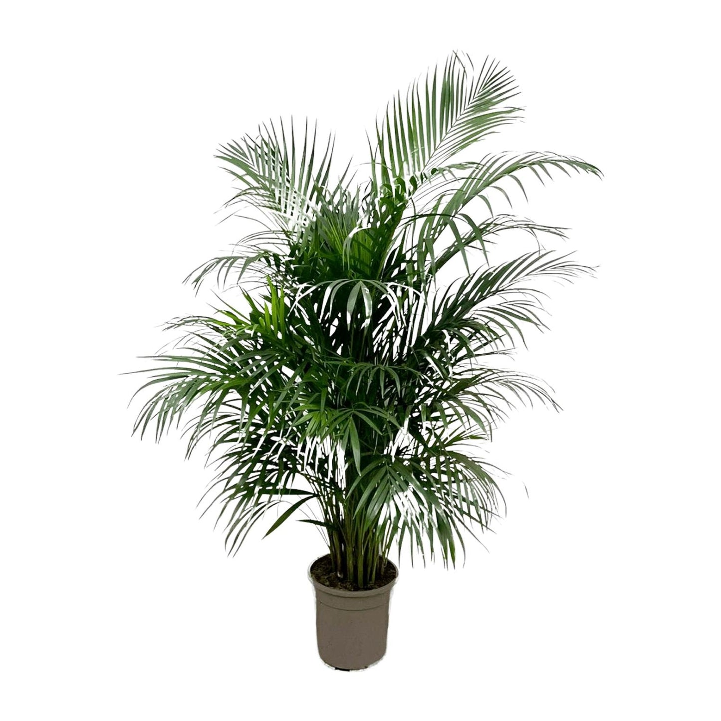 Dypsis Lutescens 150 cm - ø24 (Areca palm)