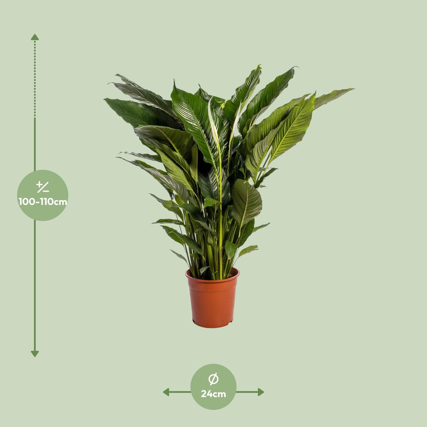 Spathiphyllum Sweet Sebastiano - 110cm - Ø24cm