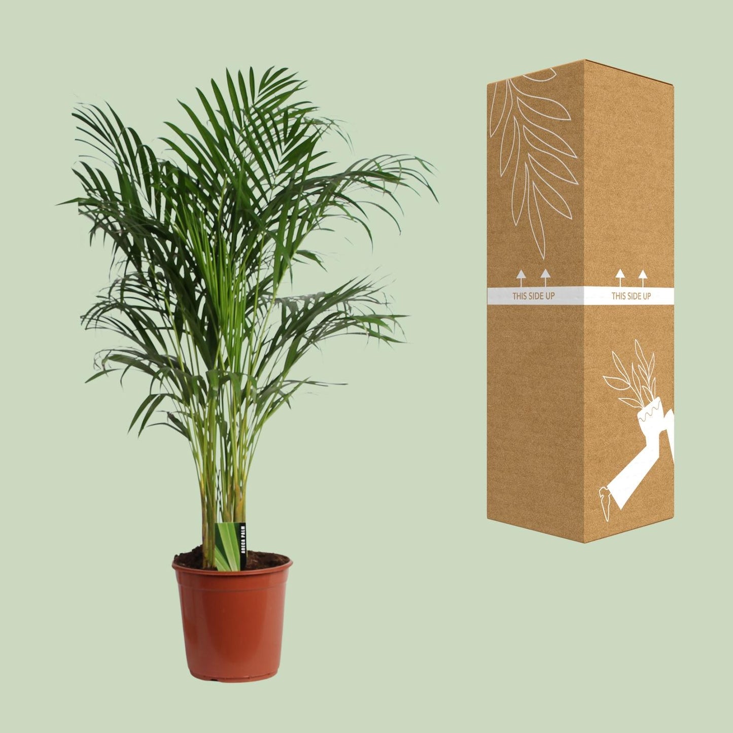 Dypsis Lutescens 120cm - Ø24cm (Areca)