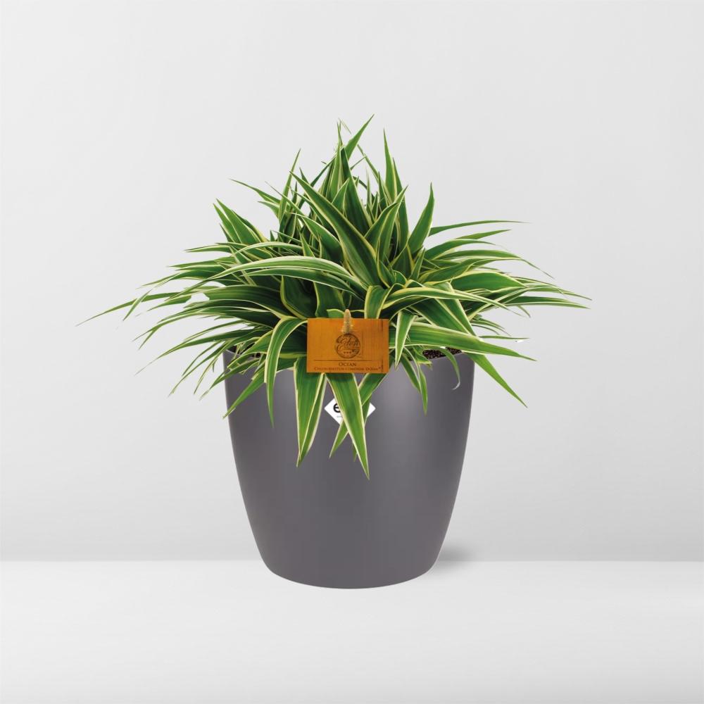 Chlorophytum Ocean - 15cm - Ø24cm inkl. Topf "Brussels" Anthrazit