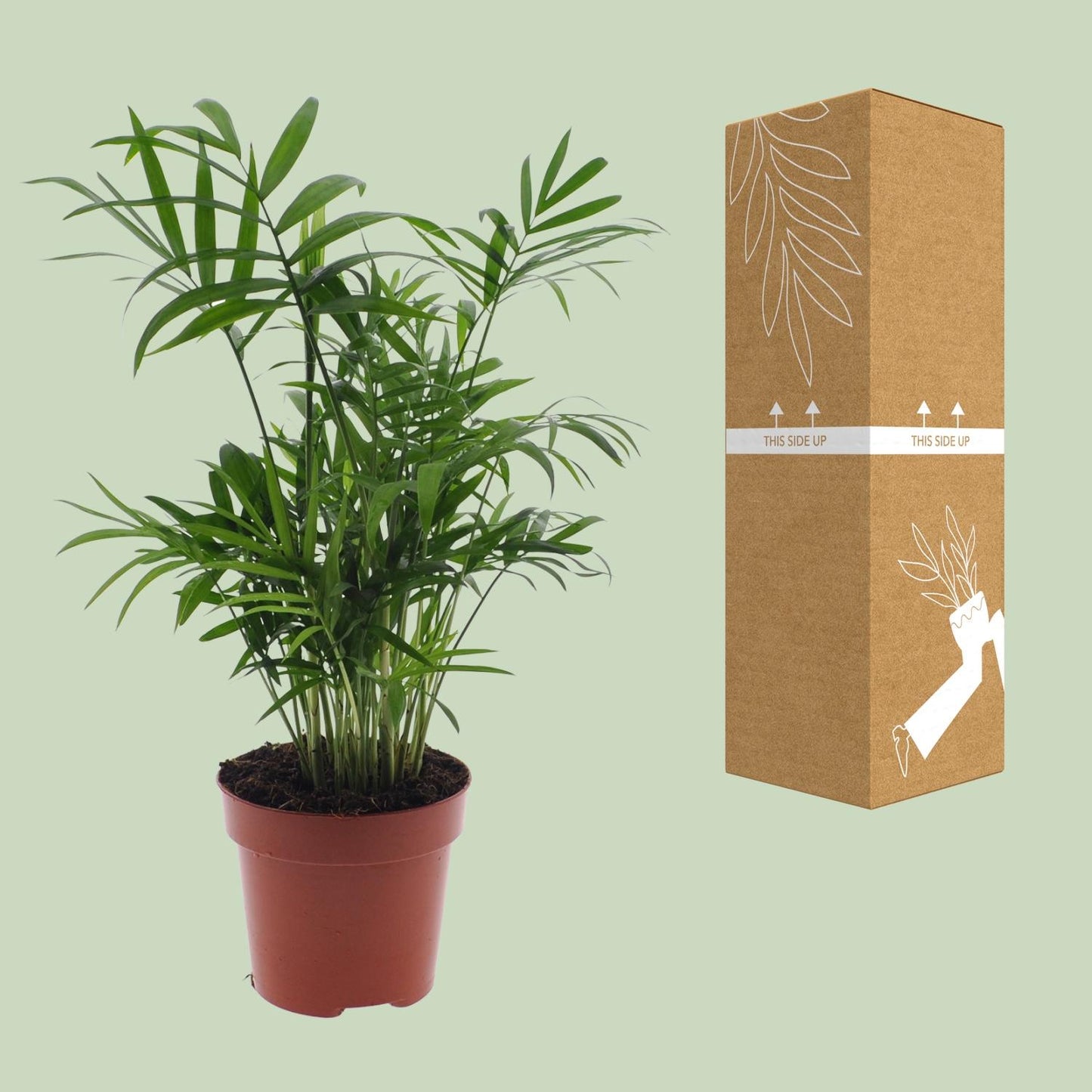 Chamaedorea Elegans (Mexikanische Bergpalme) - 55cm - Ø17cm