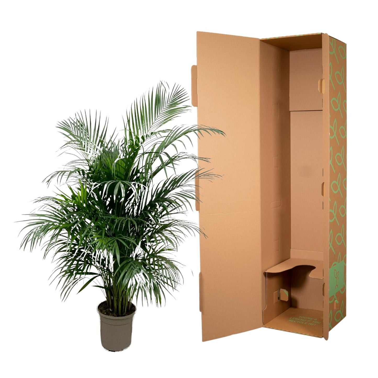 Dypsis Lutescens 150 cm - ø24 (Areca palm)