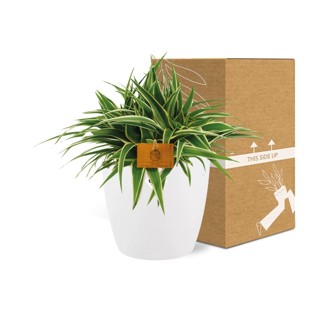 Chlorophytum Ocean 15cm - Ø15cm - inkl. Topf "ELHO" Weiß