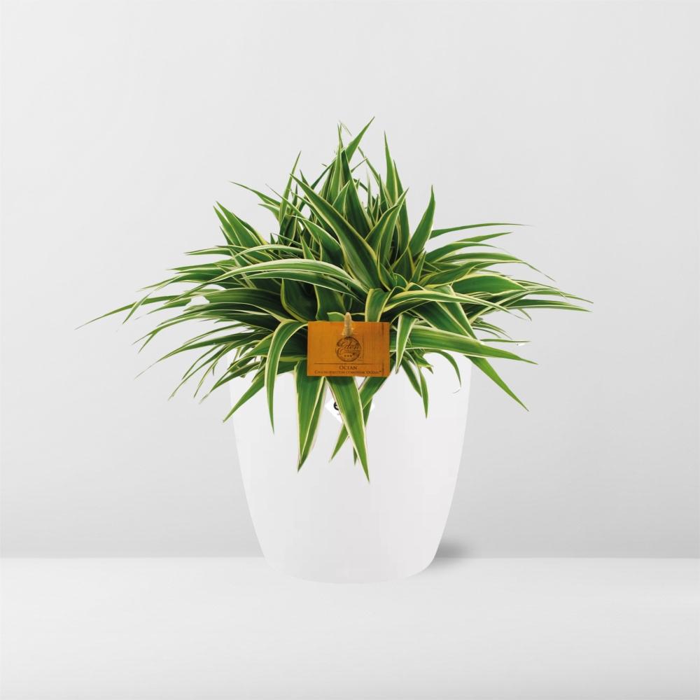 Chlorophytum Ocean 15cm - Ø15cm - inkl. Topf "ELHO" Weiß