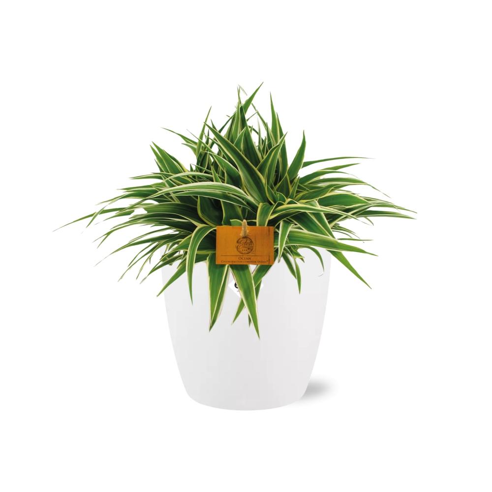 Chlorophytum Ocean 15cm - Ø15cm - inkl. Topf "ELHO" Weiß