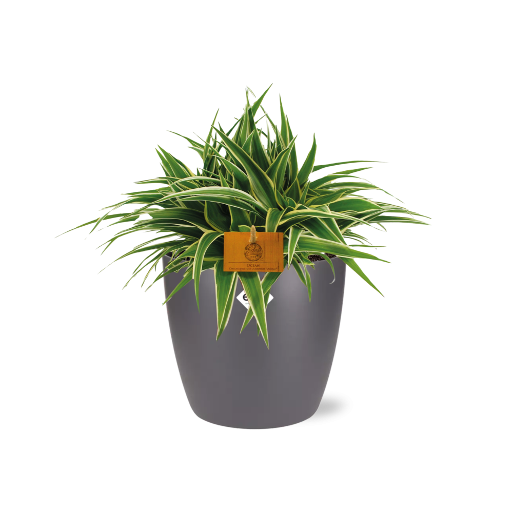 Chlorophytum Ocean - 15cm - Ø24cm inkl. Topf "Brussels" Anthrazit
