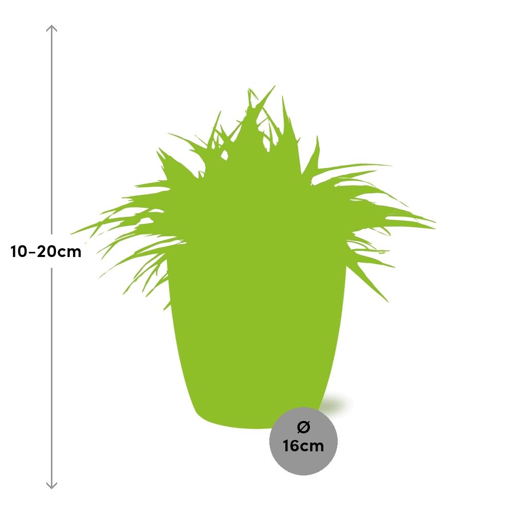 Chlorophytum Ocean 15cm - Ø15cm - inkl. Topf "ELHO" Weiß
