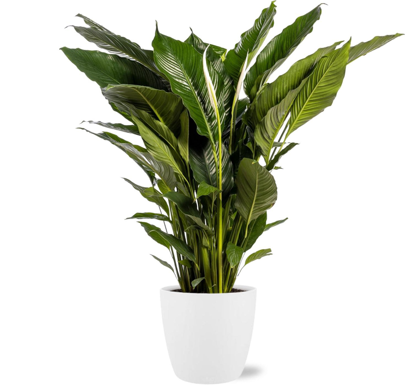 Spathiphyllum Sweet Sebastiano 110cm - Ø24cm inkl. Topf "Brussels" Weiß