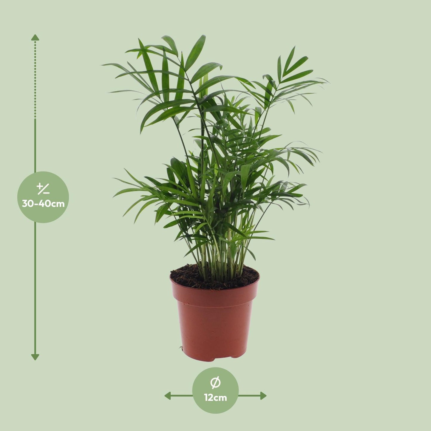 Chamaedorea Elegans (Mexikanische Bergpalme) - 55cm - Ø17cm