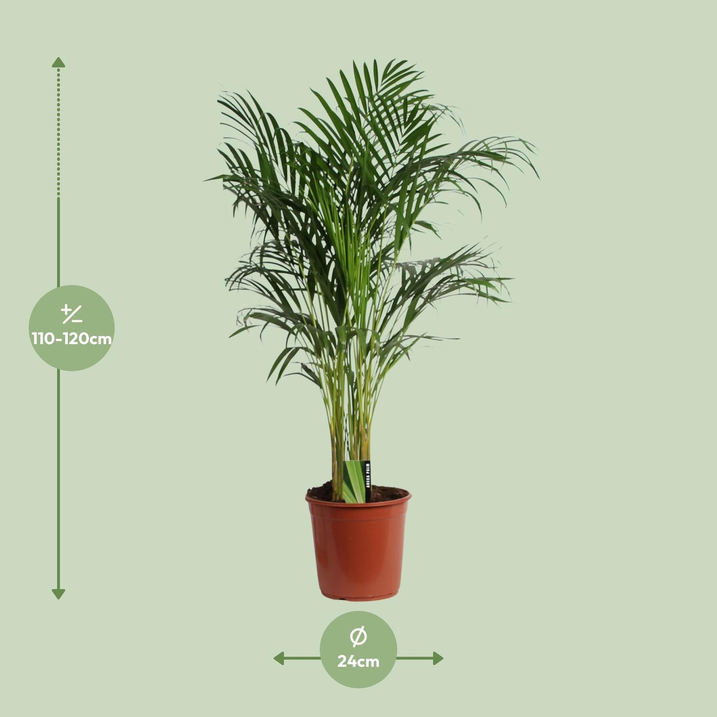 Dypsis Lutescens 120cm - Ø24cm (Areca)