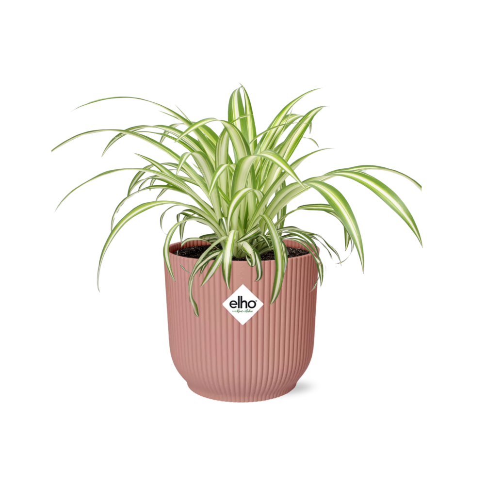 Chlorophytum Comosum Variegatum - ~20cm Ø14 cm inkl. Topf "Roze"