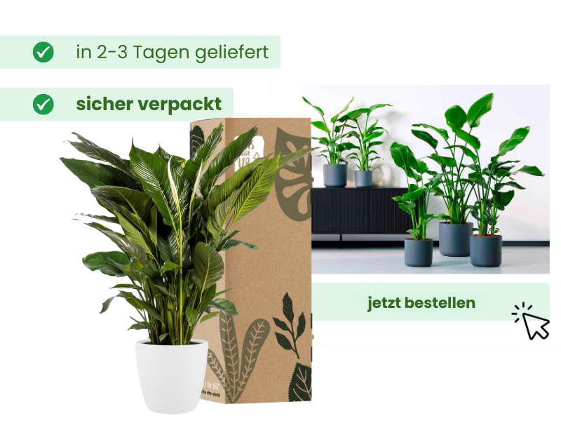Video laden: Verpackung und Versand Frischpflanzen