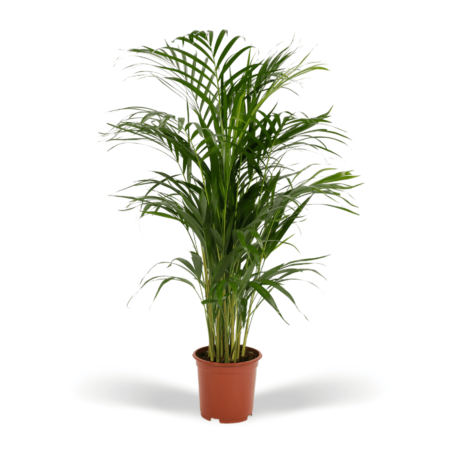 Areca-Palme 70 cm