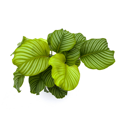 Calathea "Orbifolia" 80 cm