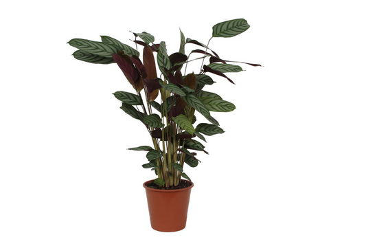 Calathea "Compactstar" 90 cm