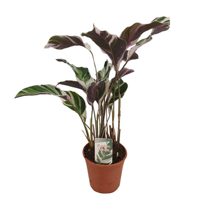 Calathea "Fusion White" 40 cm