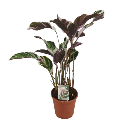 Calathea "Fusion White" 40 cm