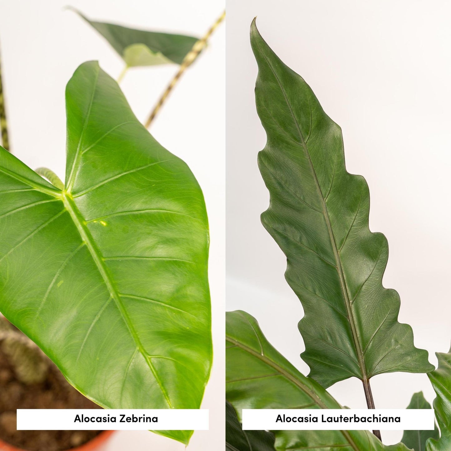 Bundle - Alocasia Zebrina, Alocasia Lauterbachiana