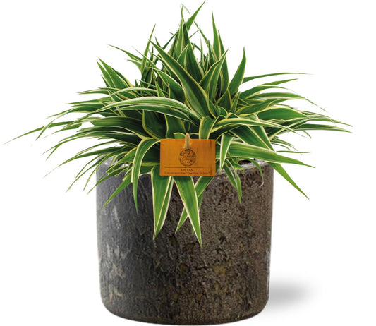 Chlorophytum Ocean 25cm - Ø15cm inkl. Topf "Maas" 16x14cm - Braun