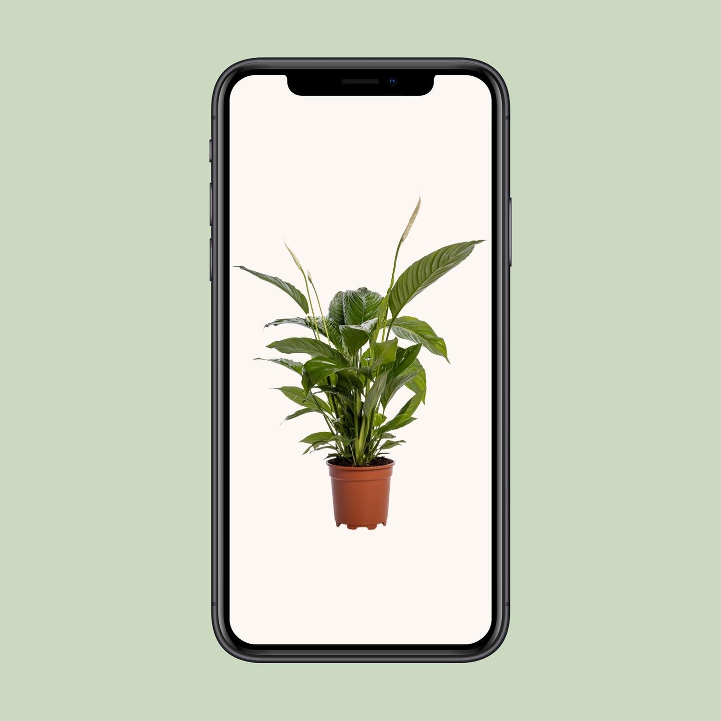 Friedenslilie "Bingo Cupido" 80 cm