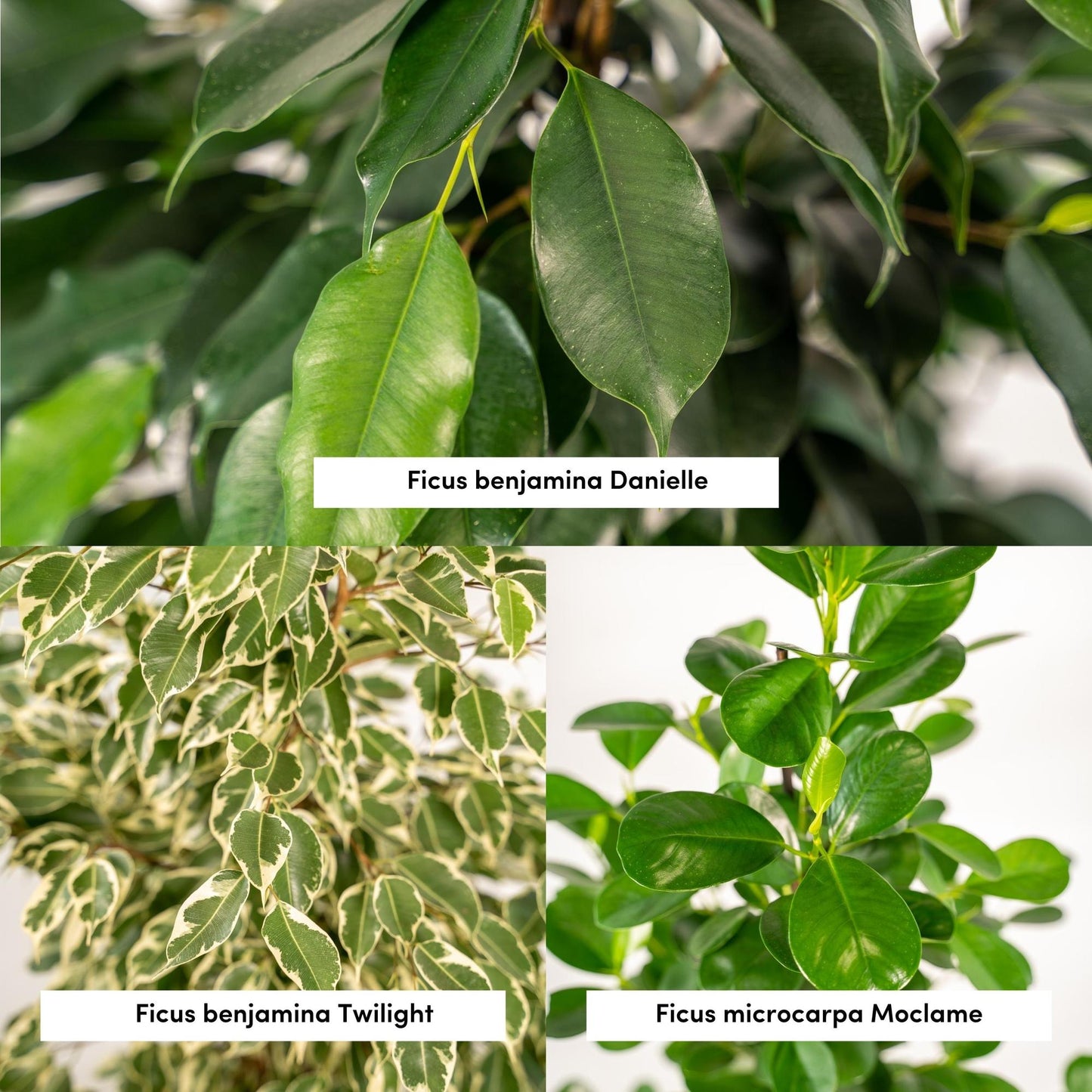 Ficus benjamina Bundle "Danielle" • "Twilight" • "Moclame" 95 cm