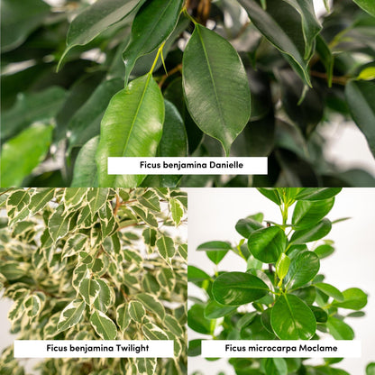 Ficus benjamina Bundle "Danielle" • "Twilight" • "Moclame" 95 cm