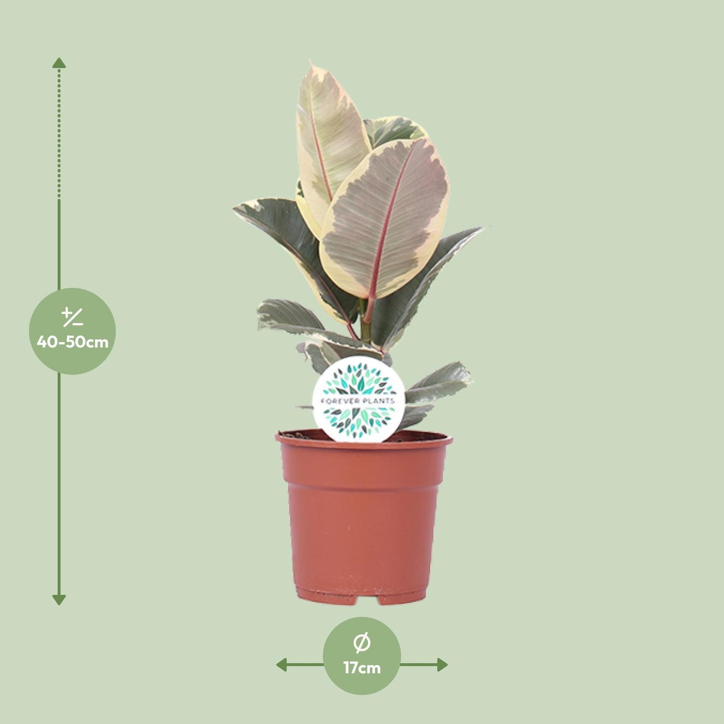 Ficus elastica "Tineke" 50 cm