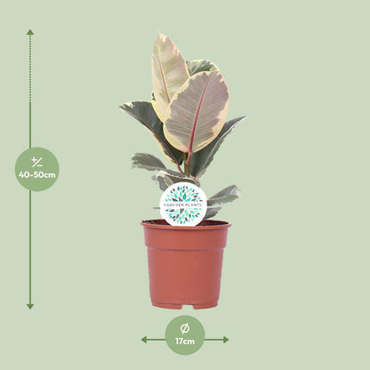 Ficus elastica "Tineke" 50 cm