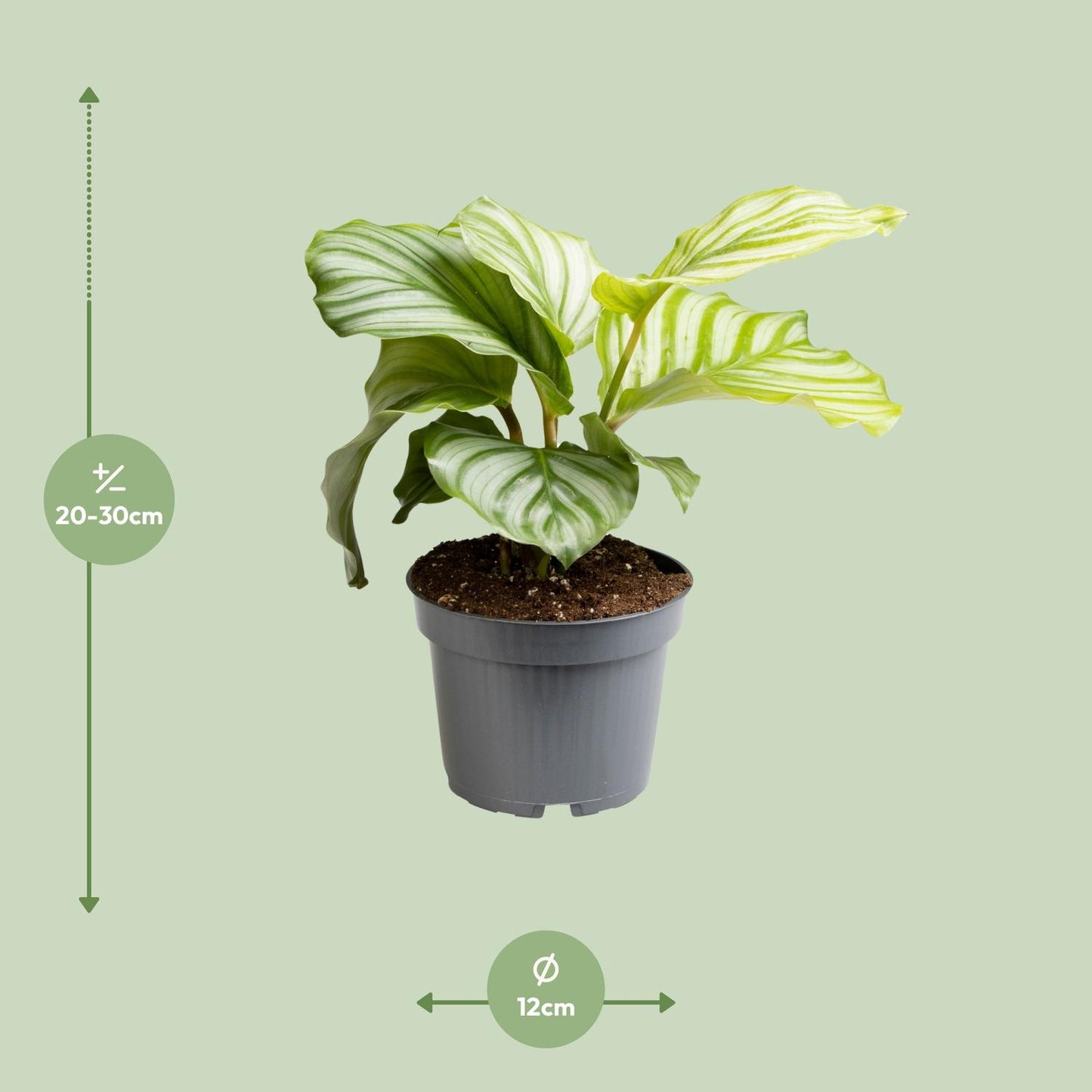 Korbmarante – Calathea
