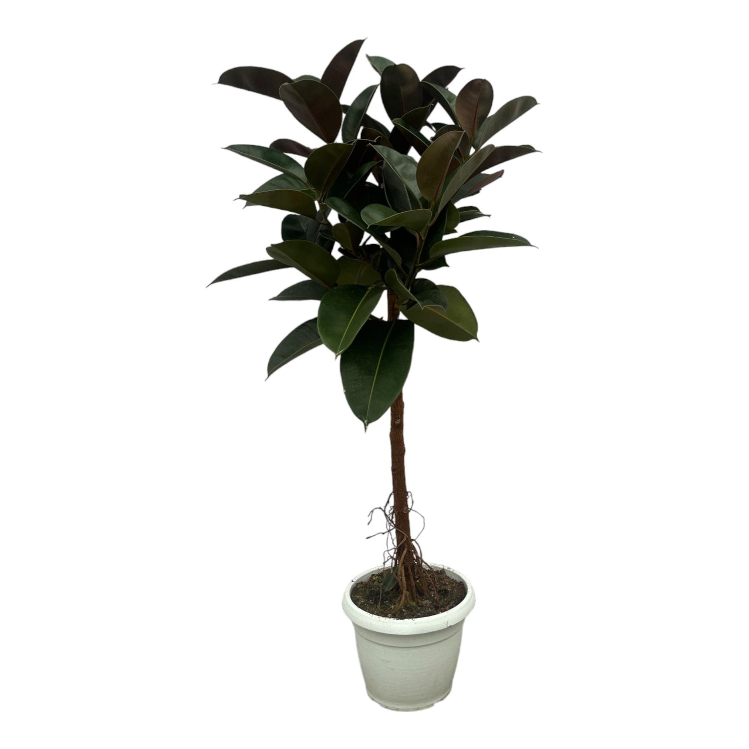 Ficus elastica "Robusta" 130 cm