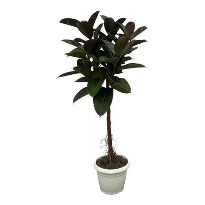 Ficus elastica "Robusta" 130 cm