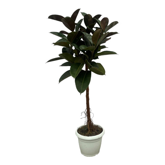 Ficus elastica "Robusta" 130 cm