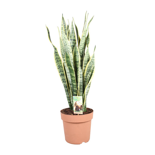 Sansevieria Trifasciata Laurentii - Ø24cm - ↕90cm