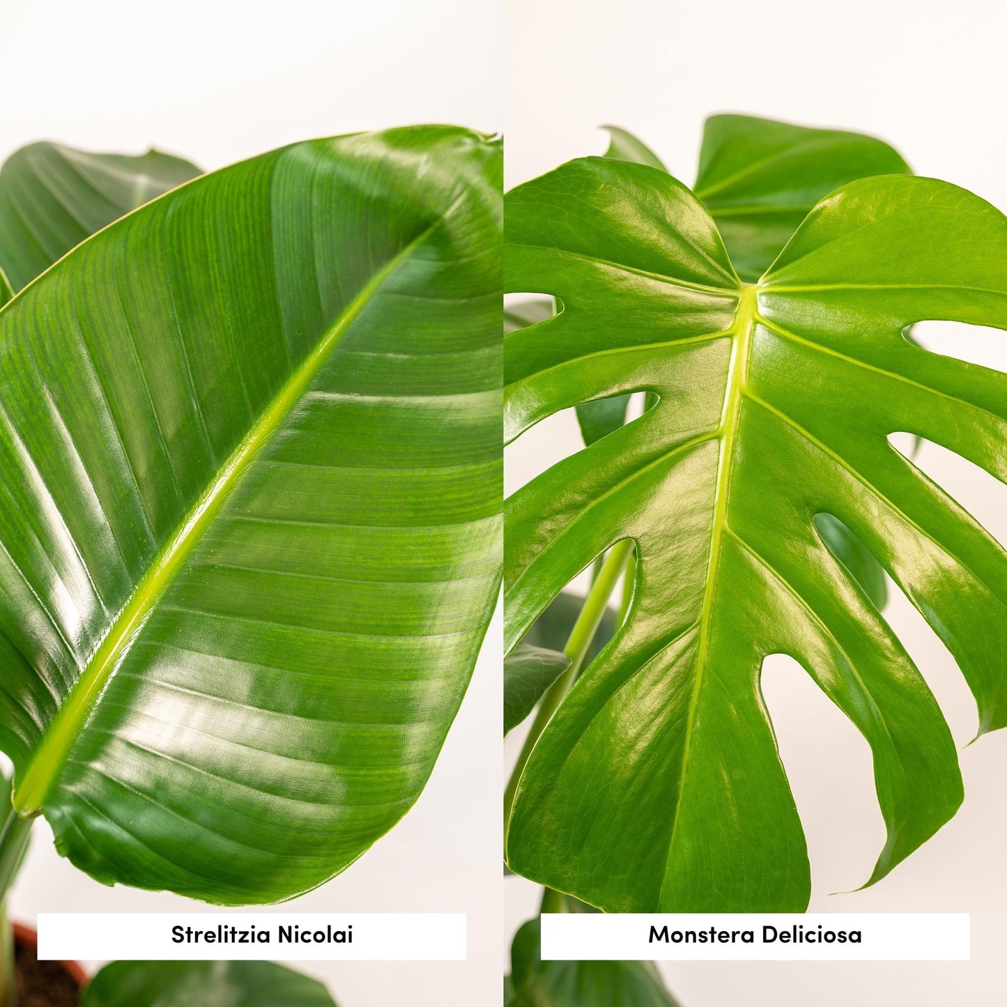 Bundle "Duo" Strelitzia Nicolai/Monstera Deliciosa - 80 cm