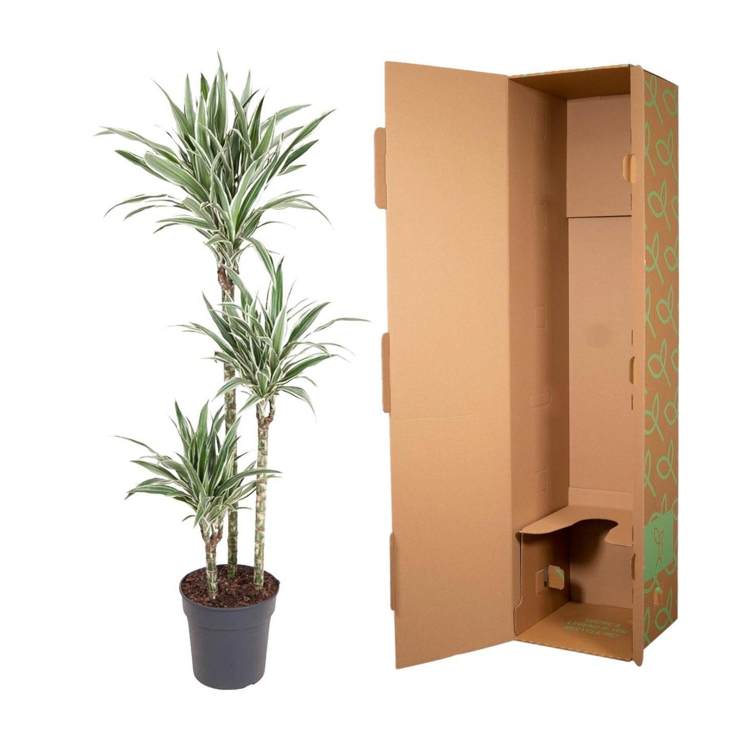 Drachenbaum "White Stripe" 150 cm