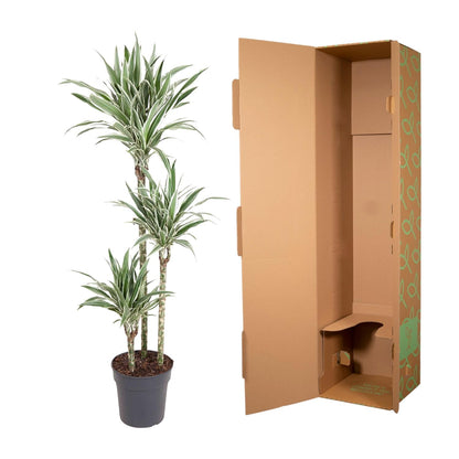 Drachenbaum "White Stripe" 150 cm