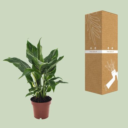 Spathiphyllum Diamond - 40cm Ø12cm