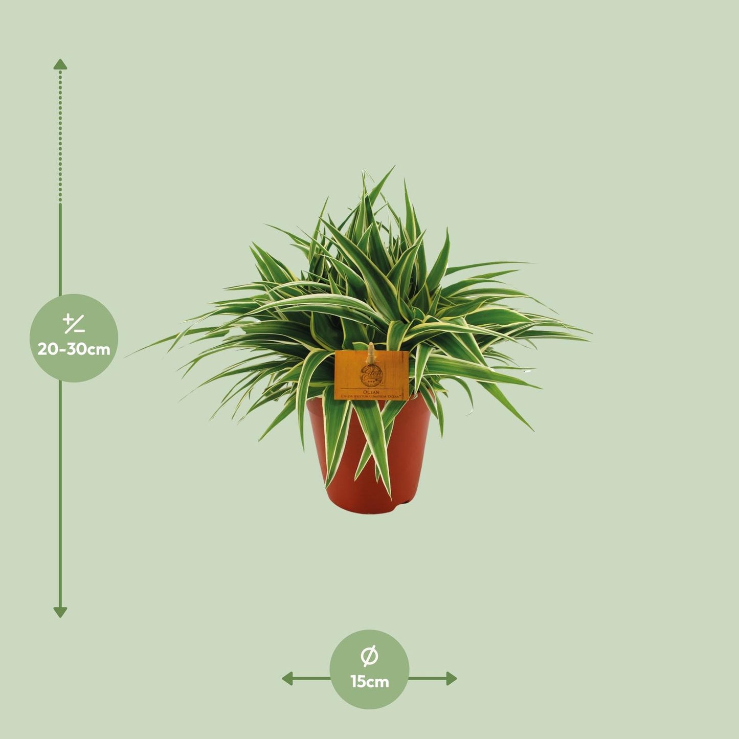 Grünlilie "Ocean" 25 cm